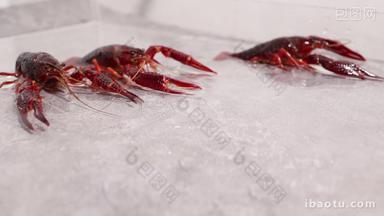 小龙虾活虾大虾生鲜食材实拍4k
